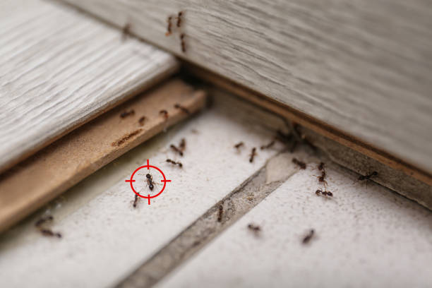 Best Pest Control Cost  in Green Knoll, NJ