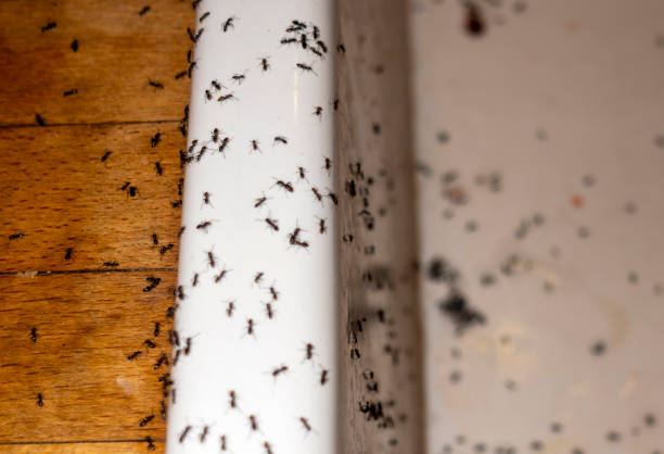  Green Knoll, NJ Pest Control Pros