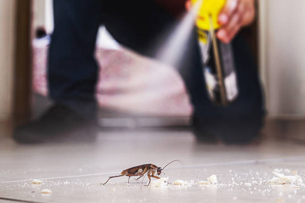 Best Local Pest Control Services  in Green Knoll, NJ